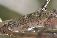 Hypsoropha hormos