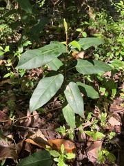 Leichhardtia rostrata