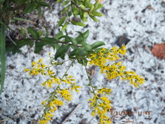 Solidago chapmanii