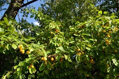 Malus prunifolia