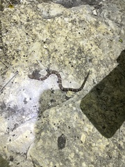 Agkistrodon laticinctus