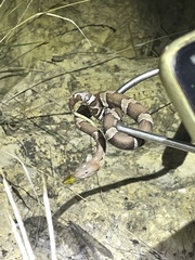 Agkistrodon laticinctus