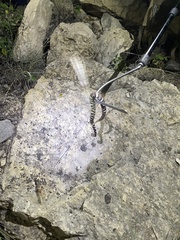 Agkistrodon laticinctus