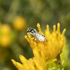 Perdita