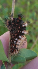 Acronicta longa