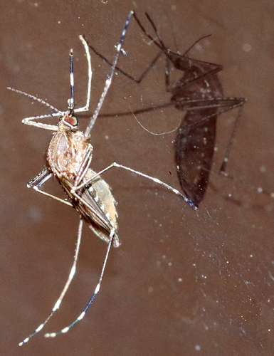 Western Encephalitis Mosquito photo 4
