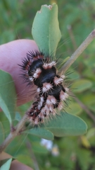 Acronicta longa