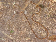 Ahaetulla prasina
