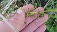 Neolasioptera erigeroni