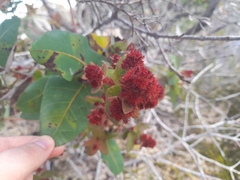 Angophora hispida
