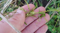 Neolasioptera erigeroni