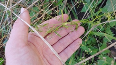 Neolasioptera erigeroni