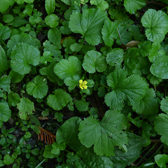 Geum macrophyllum