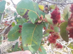 Angophora hispida