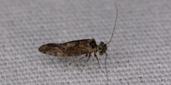 Myopsocidae