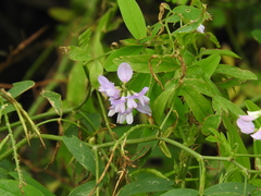 Galega officinalis