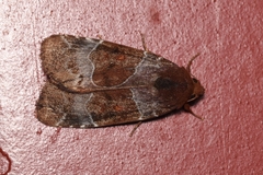 Hampsonodes