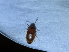 Isomira