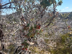 Angophora hispida