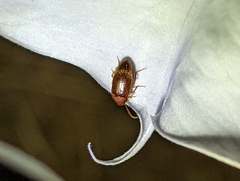 Isomira