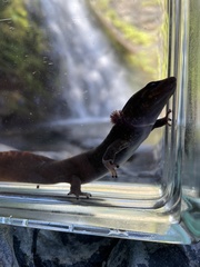 Dicamptodon tenebrosus