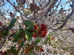 Angophora hispida