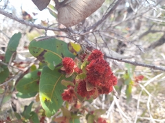 Angophora hispida