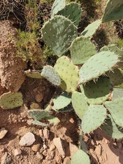 Opuntia engelmannii