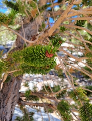 Pinus longaeva