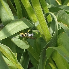 Sericopimpla australis