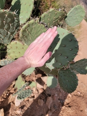 Opuntia engelmannii