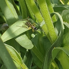 Sericopimpla australis