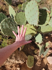 Opuntia engelmannii