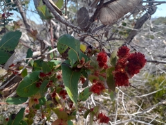 Angophora hispida