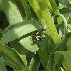 Sericopimpla australis