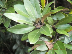 Persea humilis