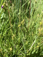 Carex interior