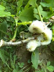 Andricus quercusramuli