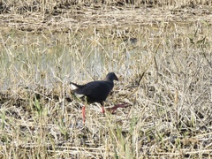 Porphyrio porphyrio