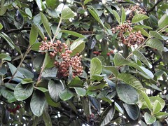Cotoneaster coriaceus