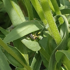 Sericopimpla australis
