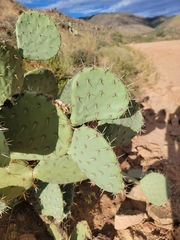 Opuntia engelmannii
