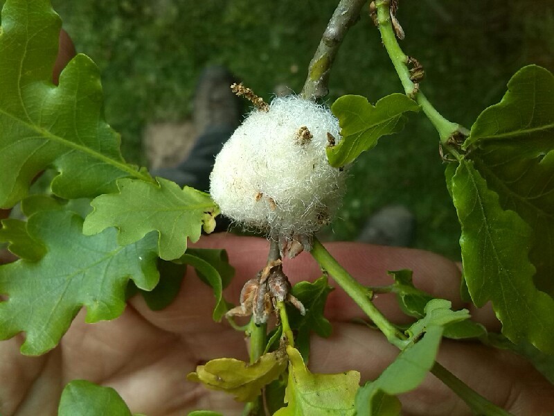 Cottonwool Gall
