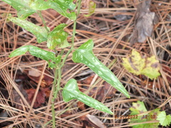 Smilax bona-nox