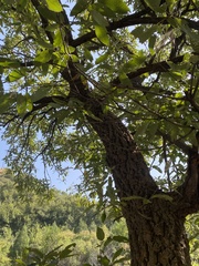 Quercus variabilis