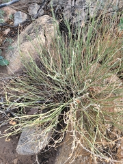 Pectocarya heterocarpa