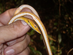 Ahaetulla prasina