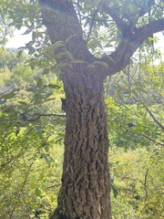 Quercus variabilis