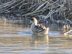 Marmaronetta angustirostris