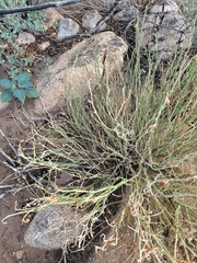 Pectocarya heterocarpa